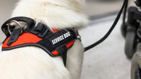 Service dog and disabled person